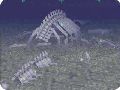 クジラの白骨