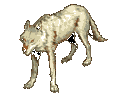 wolf